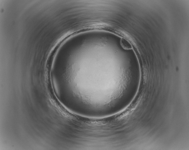 X0000068310835200604211202