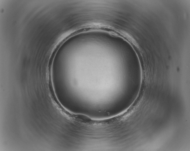 X0000068310839200604211202