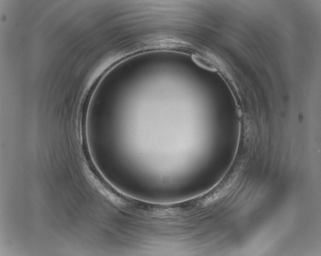 X0000068310843200604211202