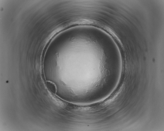 X0000068310845200604211202