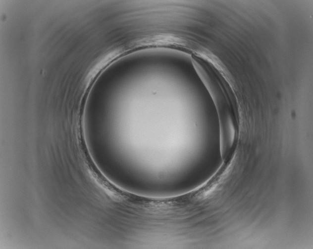 X0000068310850200604211202