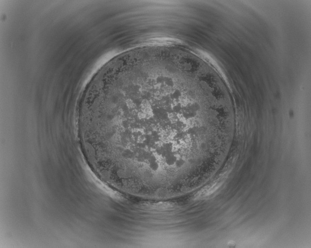 X0000068310851200604211202