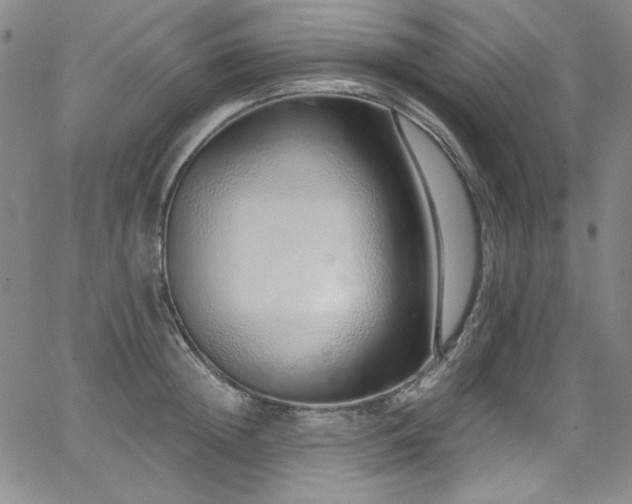 X0000068310852200604211202