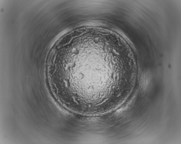 X0000068310853200604211202