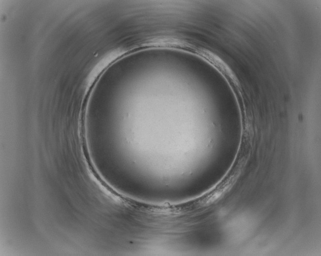 X0000068310855200604211202