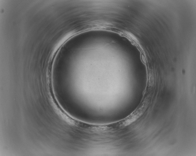 X0000068310859200604211202