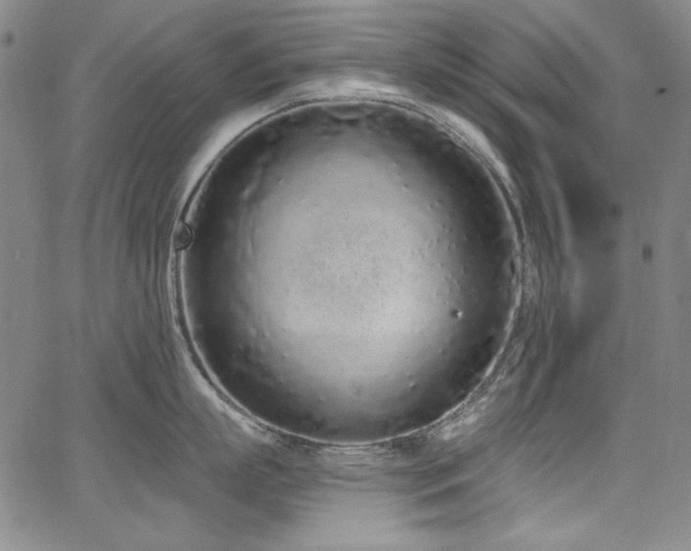 X0000068310863200604211202