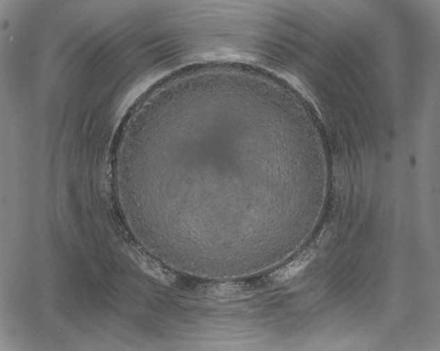 X0000068310879200604211201