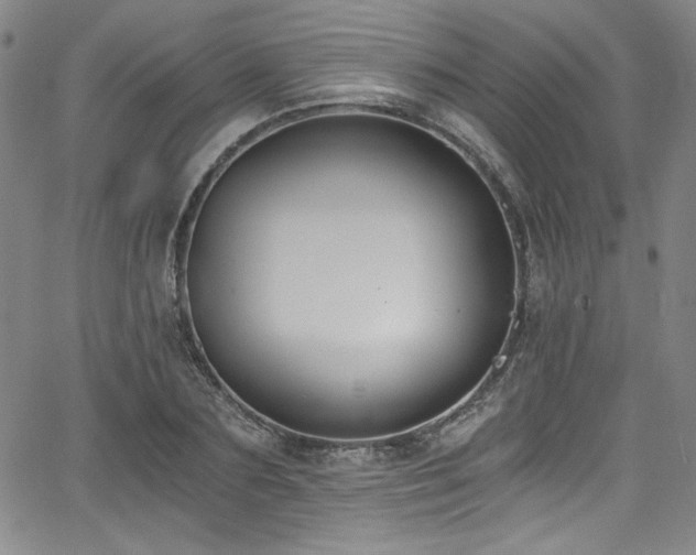 X0000068310883200604211201