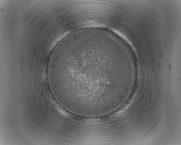 X0000068310889200604211201