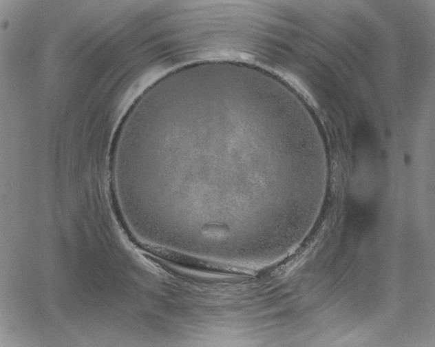 X0000068310895200604211201