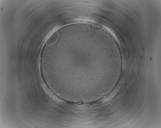 X0000068310899200604211201