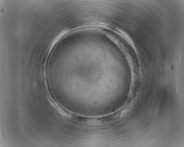 X0000068310907200604211201