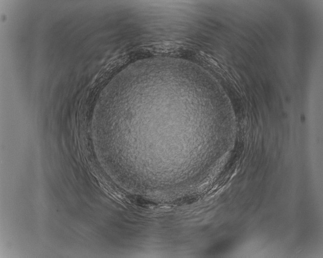 X0000068310913200604211200