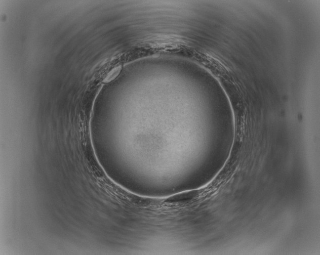 X0000068310917200604211200