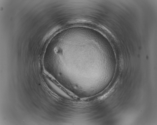 X0000068310921200604211200