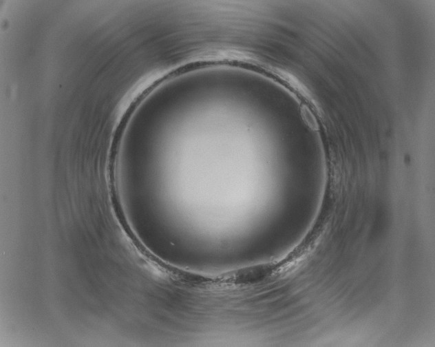 X0000068310943200604211200