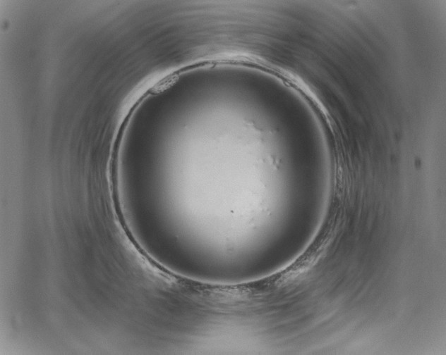 X0000068310959200604211201