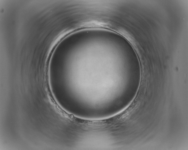 X0000068311008200604211159