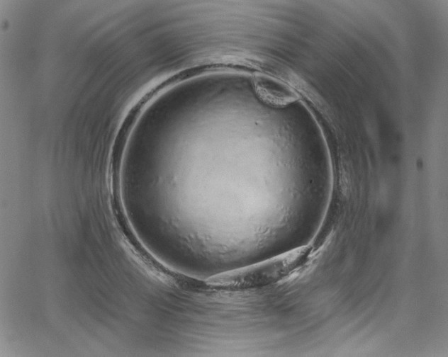 X0000068311028200604211158