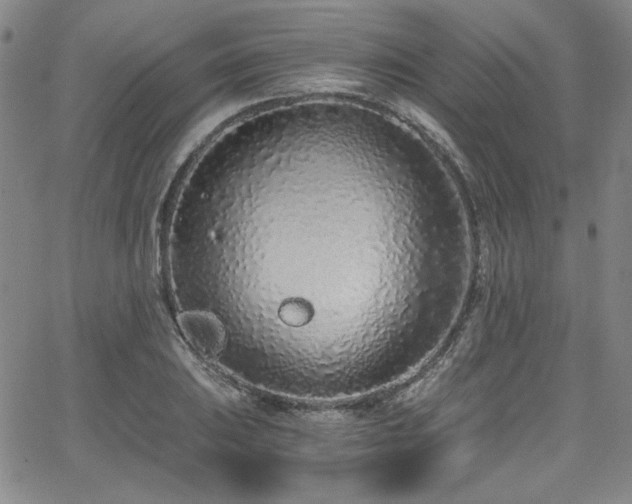 X0000068311031200604211158