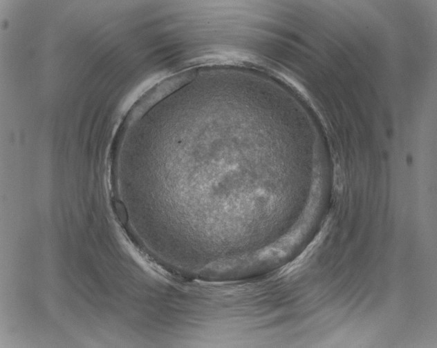 X0000068311034200604211159