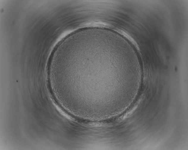 X0000068311037200604211159