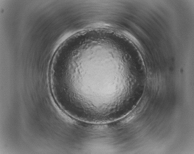 X0000068311055200604211159