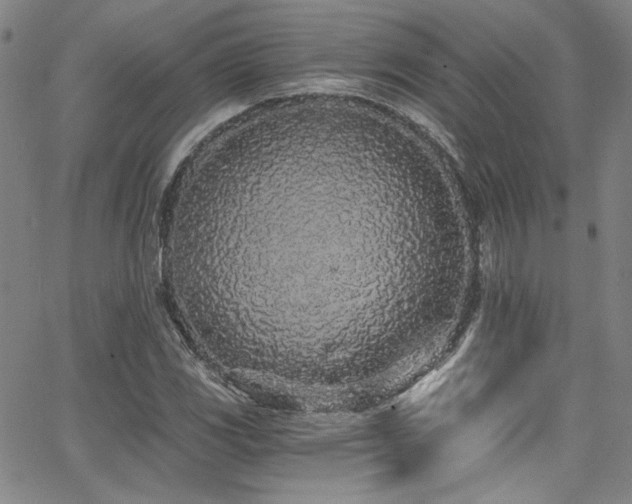 X0000068311117200604211157