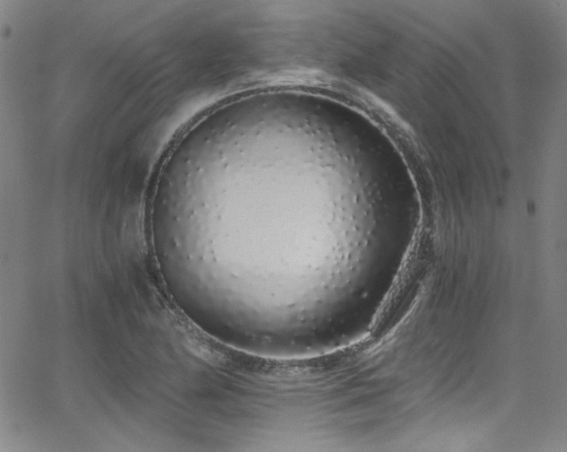X0000068311174200604211156