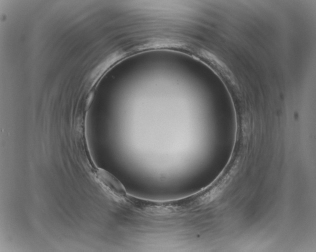 X0000068311185200604211156