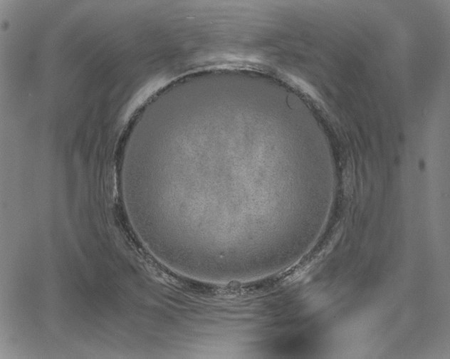 X0000068311267200604211155