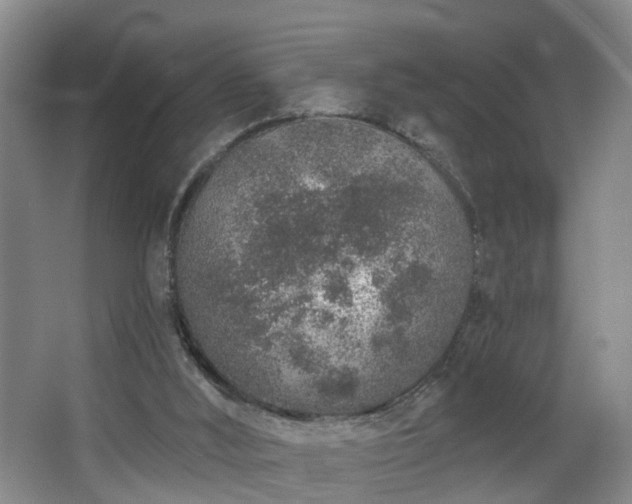 X0000068310012200604241415