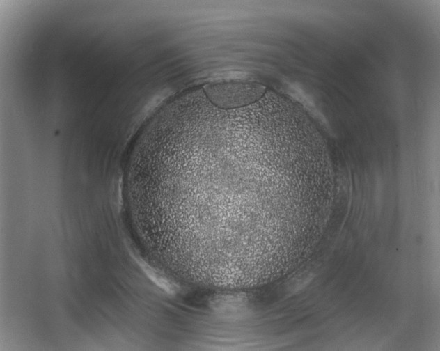 X0000068310110200604241413