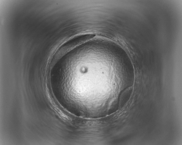 X0000068310145200604241412