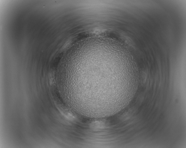 X0000068310236200604241411