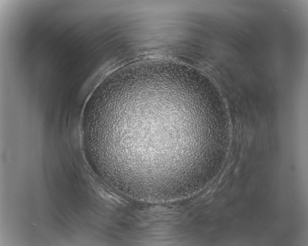 X0000068310290200604241410