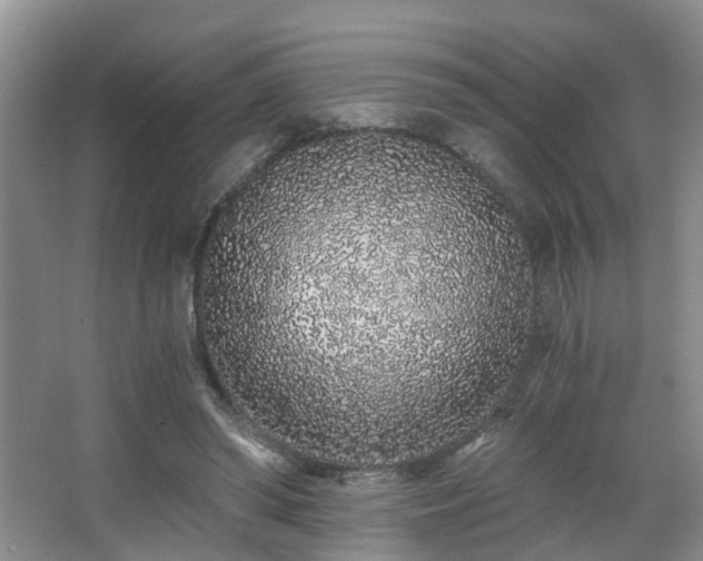 X0000068310398200604241408