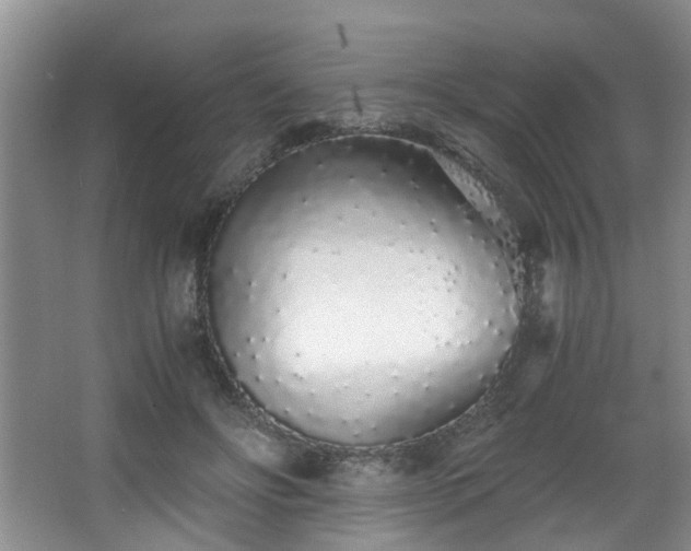 X0000068310502200604241407