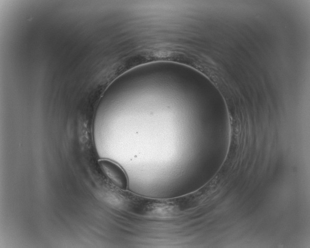 X0000068310555200604241406