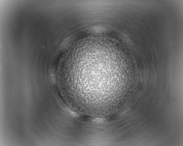 X0000068310718200604241403