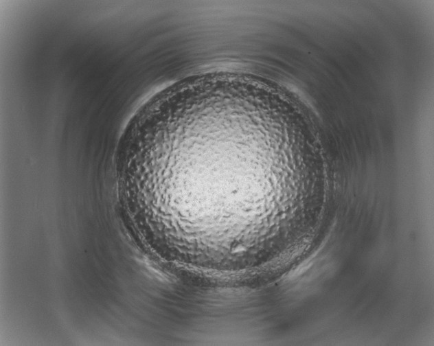 X0000068311117200604241356