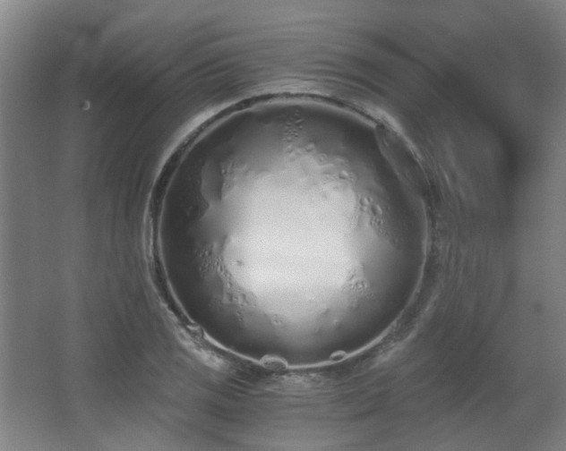 X0000068311125200604241356