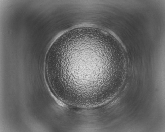 X0000068311245200604241355