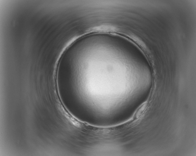 X0000068311248200604241355