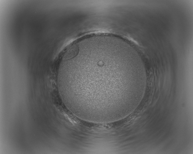 X0000068311255200604241354