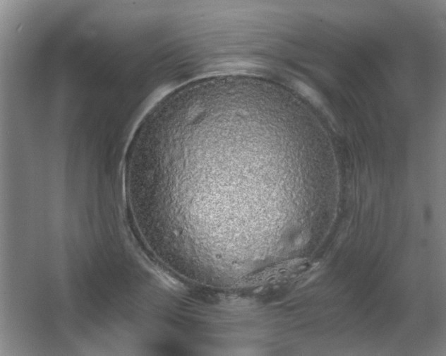 X0000068311275200604241353