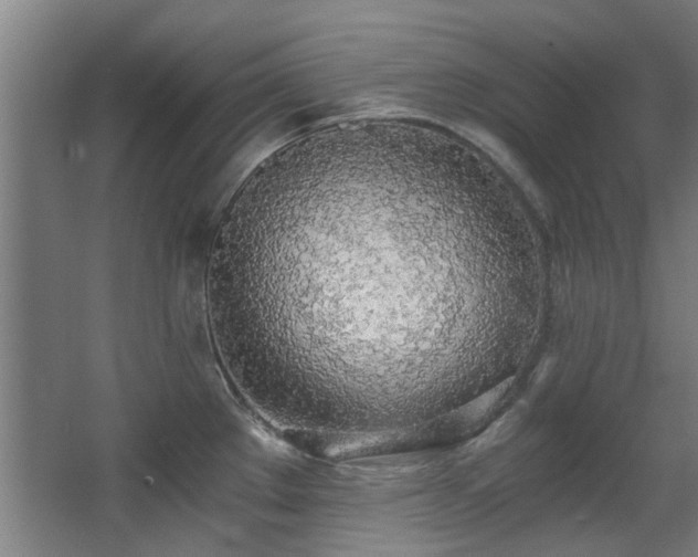 X0000068311289200604241353