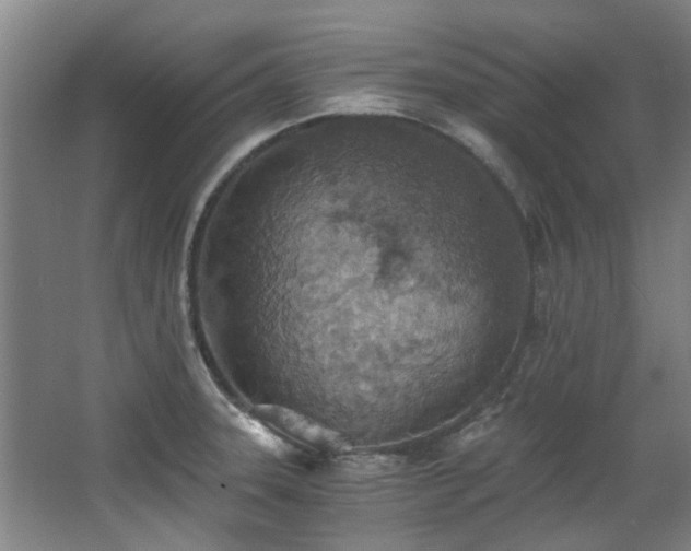 X0000068311331200604241353