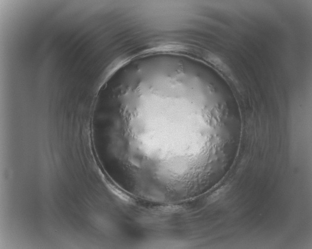 X0000068311425200604241351